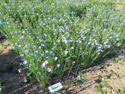 Click for 1 image(s) for this accession.